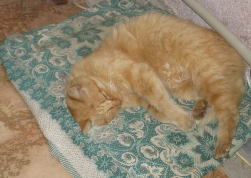 Если бы не коврик опубликовано Пушок