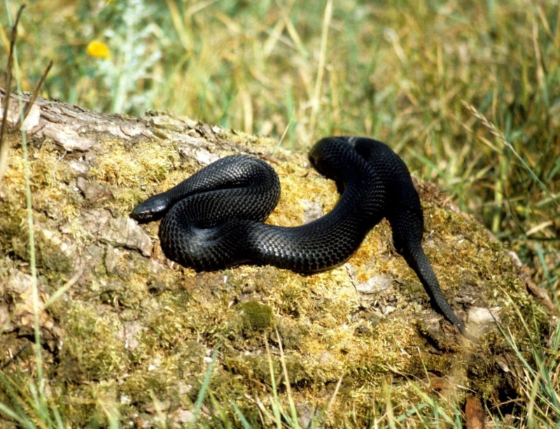 Змеи проснулись в Москве в очень плохом настроении, предупреждают специалисты «Мособлпожспаса» опубликовано Мордозмей