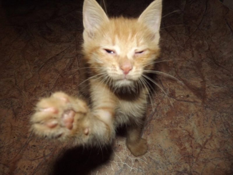 Всем привет опубликовано Пушок