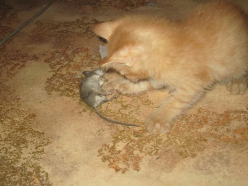 Завтрак, обед или ужин опубликовано Пушок