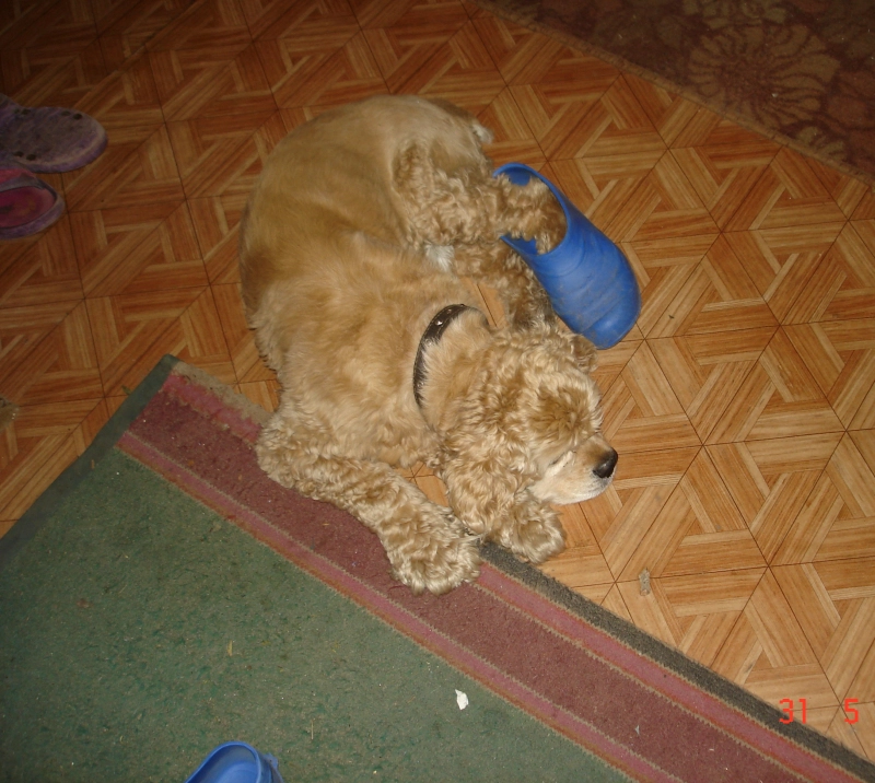 Что-то тапки великоваты опубликовано Джим Кокер Спаниель американский