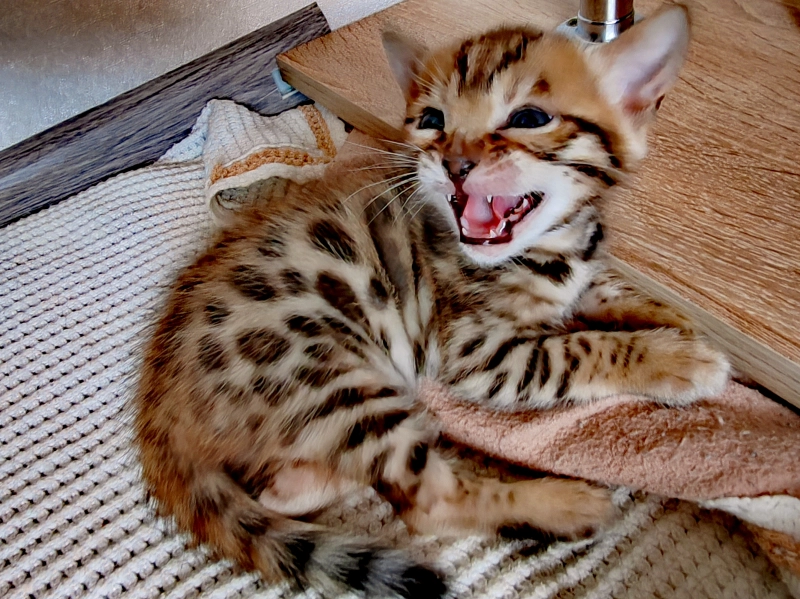 Утро добрым не бывает опубликовано Соня Бенгальская