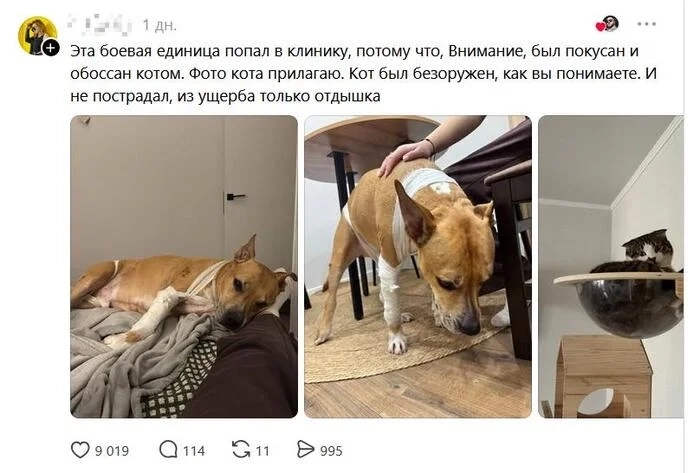 Загруженное изображение