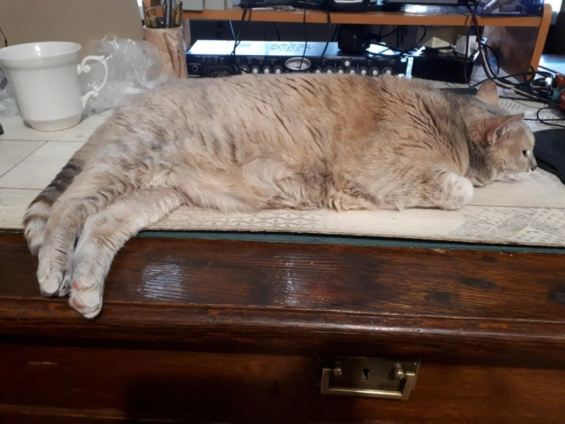 Котица лежит опубликовано Котица