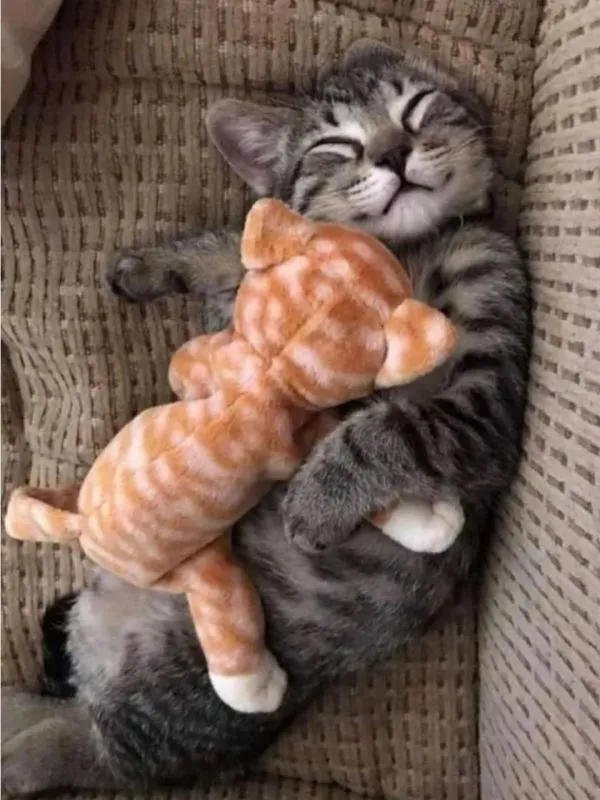 О снах кошачьих.. опубликовано Юморной кот